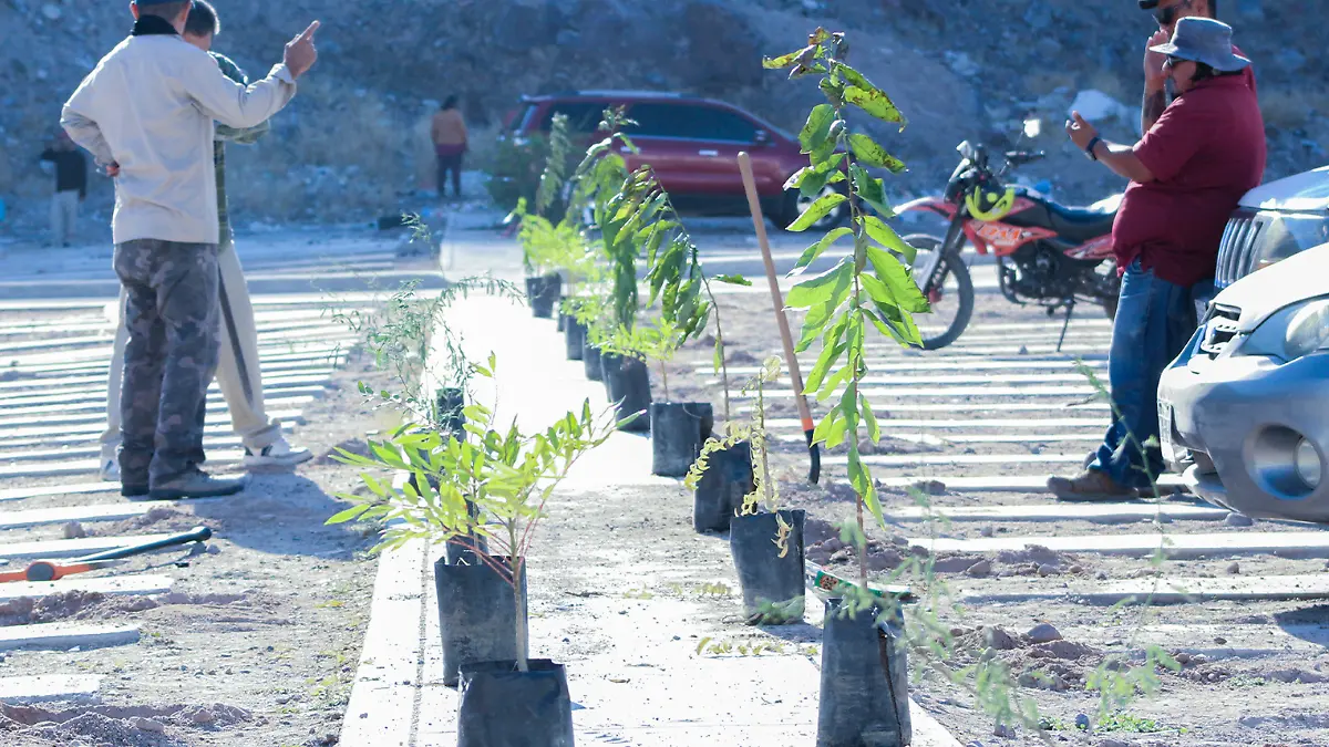 reforestan la paz